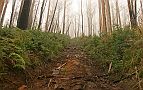 10-Whitehouse fire line track disappearing into the mist
